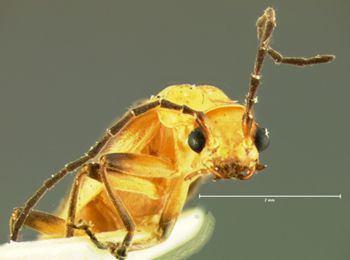 Media type: image;   Entomology 3403 Aspect: head frontal view